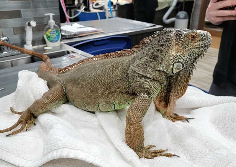 Carousel Slide 8: Reptile veterinarians