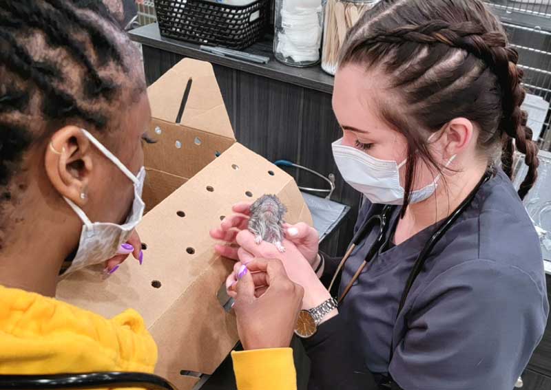 Carousel Slide 5: Pocket pet care