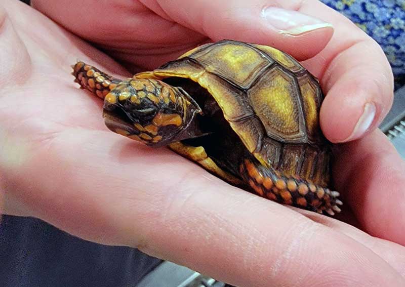 Carousel Slide 7: Veterinary care for a variety of animals