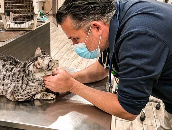 Preventive Care for Cats